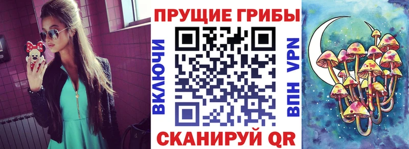 darknet Telegram  что такое наркотик  Нолинск  Галлюциногенные грибы Psilocybine cubensis 